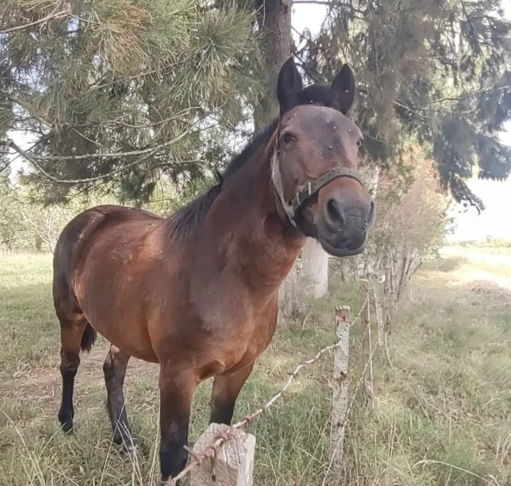 Lote en venta - Brandsen