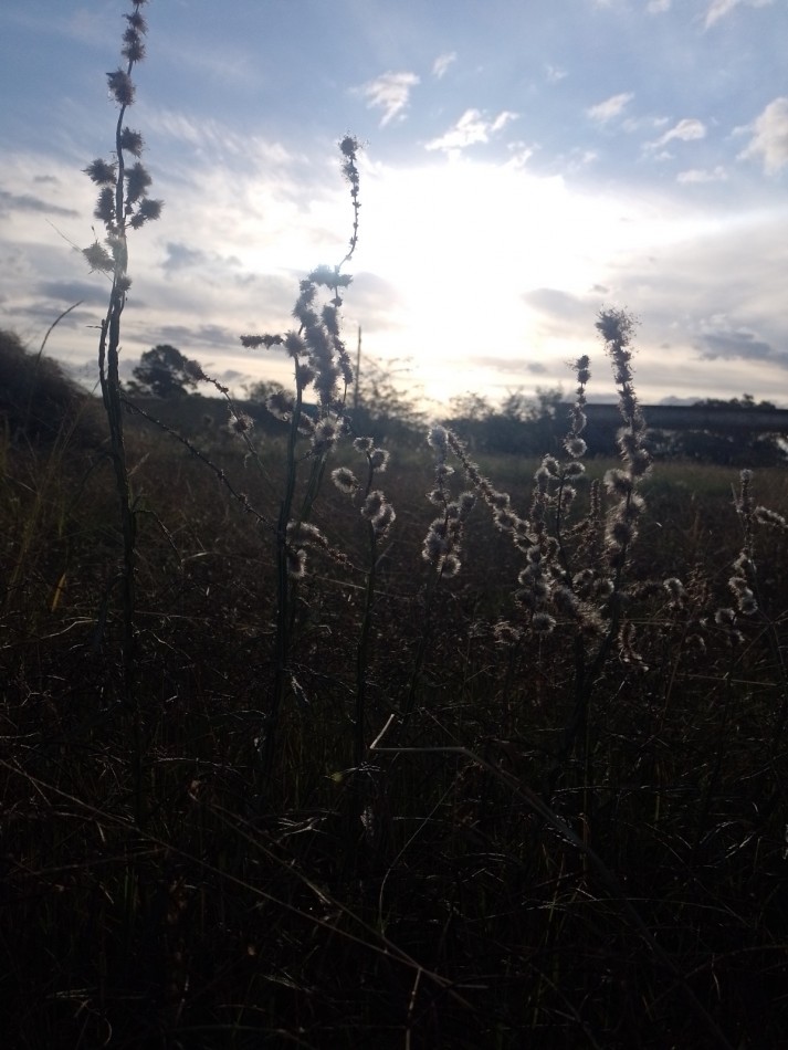Lote en venta - Brandsen